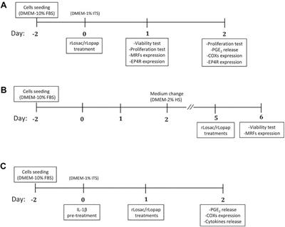 Losac and Lopap Recombinant Proteins from Lonomia obliqua Bristles Positively Modulate the Myoblast Proliferation Process